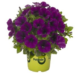 Petunias Category Image